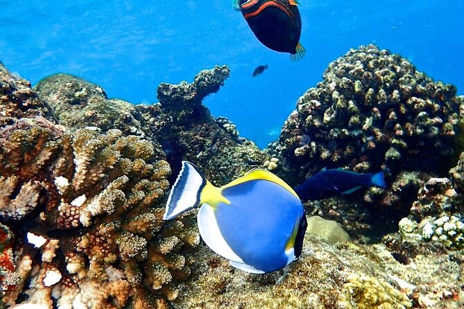 Mnemba Dolphin Tour, The Island Pongwe, Blue Lagoon, Starfish Tour, The Rock - What the $135 price really covers