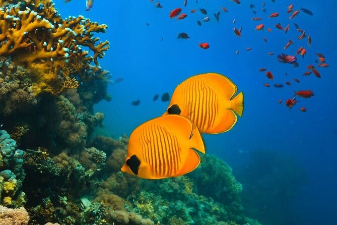 Mnemba Dolphin Tour, The Island Pongwe, Blue Lagoon, Starfish Tour, The Rock - Who should book this 10-hour outing?