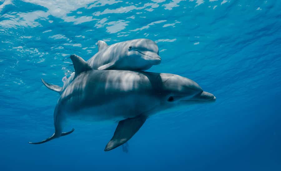 Mnemba Island: Dolphin Swim & Snorkeling with Optional Lunch - Key points before you book