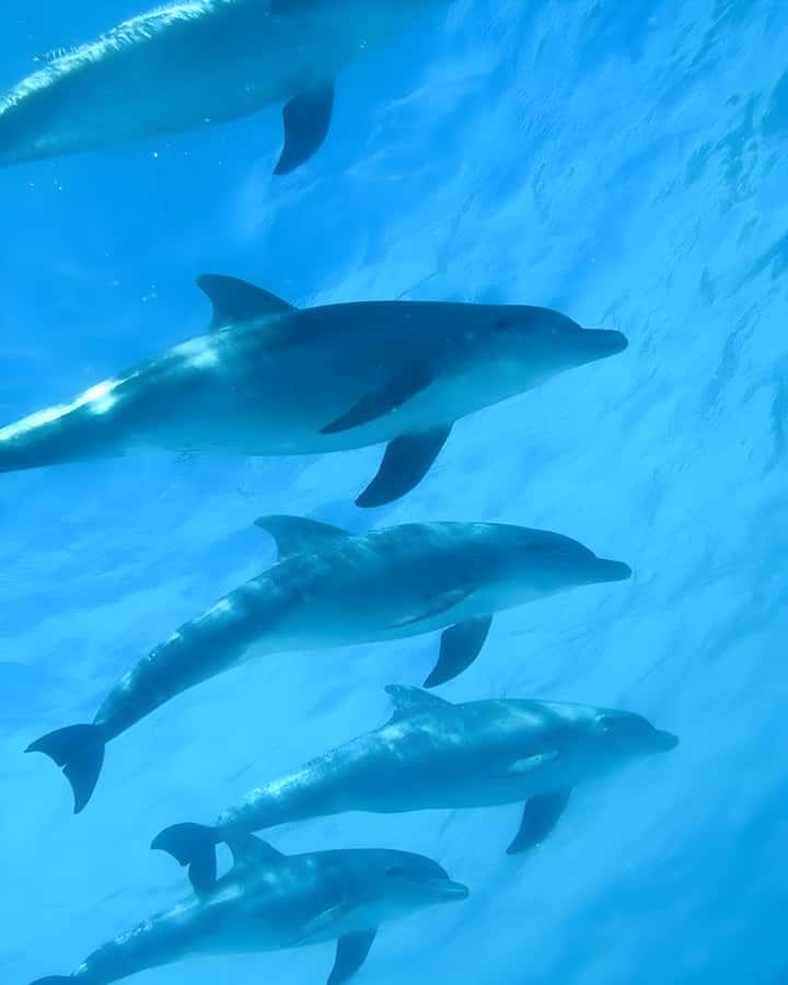 Mnemba Island: Dolphin Swim & Snorkeling with Optional Lunch - What this Mnemba excursion really includes