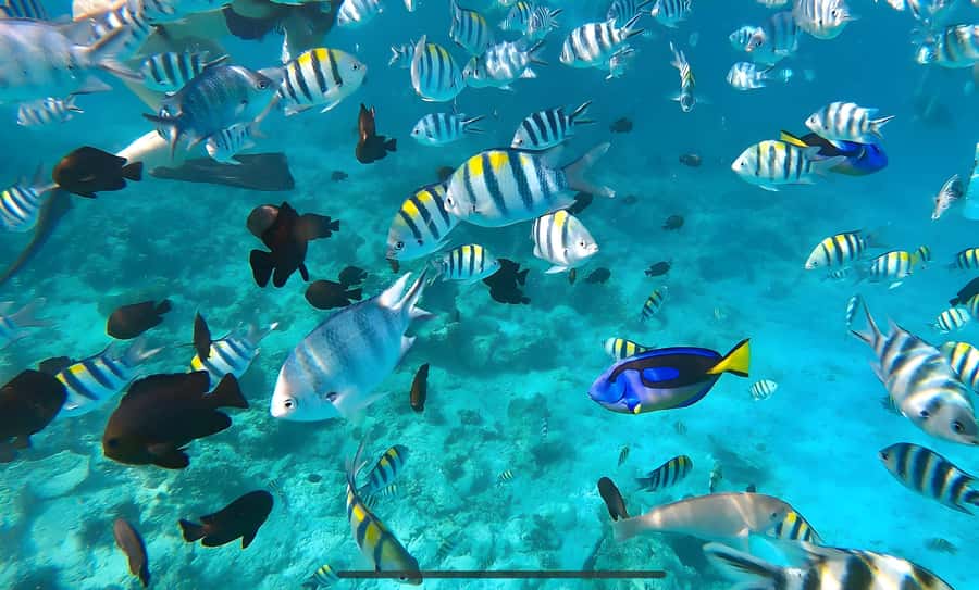 Mnemba Island: Dolphin Swim & Snorkeling with Optional Lunch - The boat ride to Mnemba’s dolphin waters
