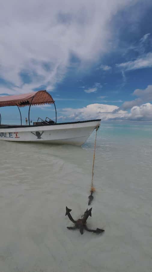 Mnemba Island: Dolphin Swim & Snorkeling with Optional Lunch - The dolphin encounter: exciting, unpredictable, and ethically difficult