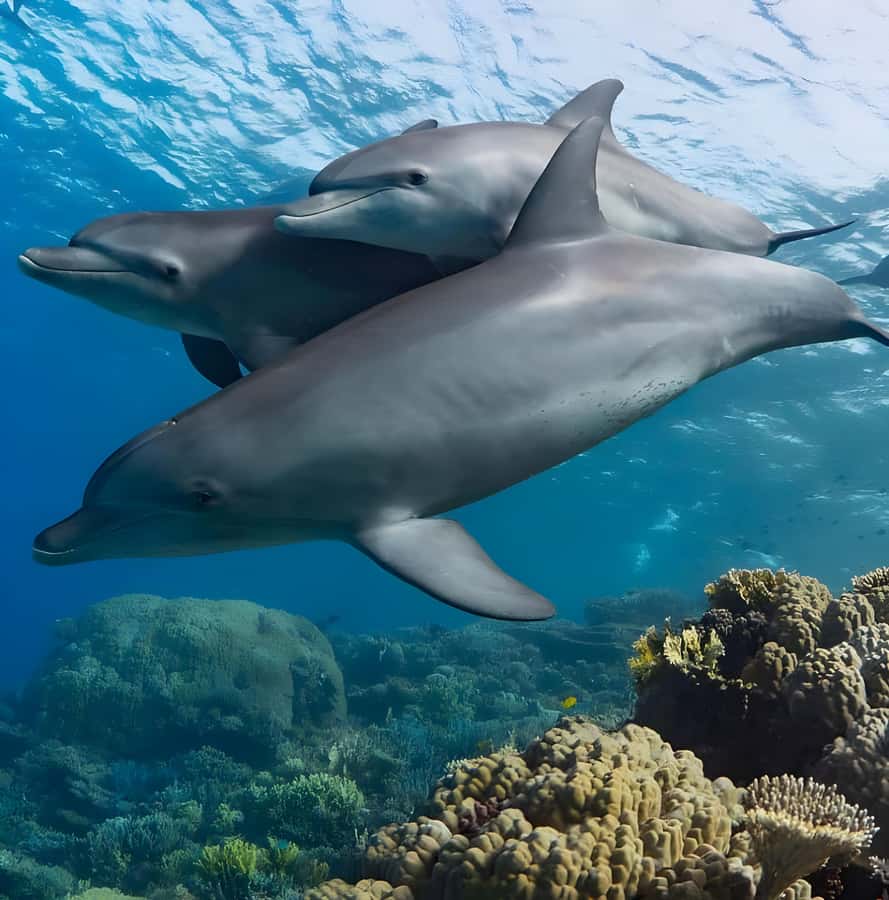 Mnemba Island: Dolphin Swim & Snorkeling with Optional Lunch - White sand, fruit, and the optional lunch stop