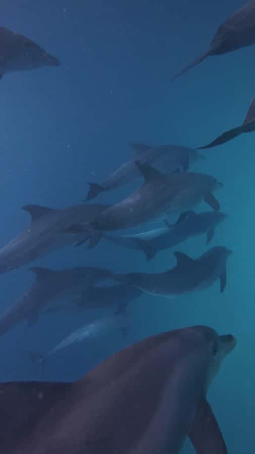 Mnemba Island: Dolphin Swim & Snorkeling with Optional Lunch - Should you book the Mnemba dolphin and snorkeling tour?
