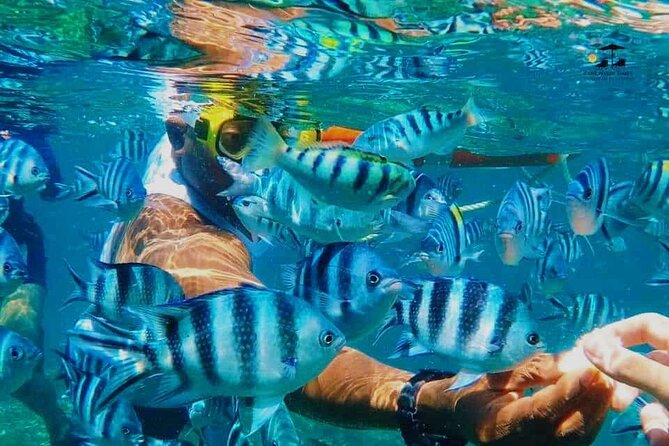 Mnemba Island Dolphin Tour and Stonetown Walking Tour - Is $120 a fair price?