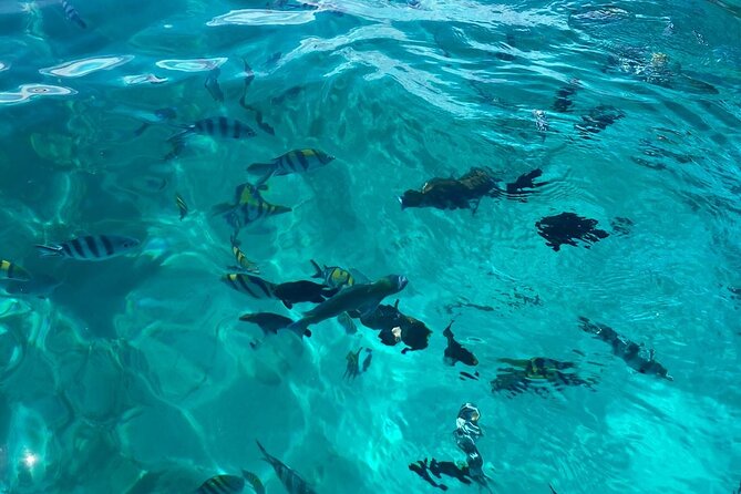 Mnemba Island Dolphin Tour and Stonetown Walking Tour - Timing, pickup, and the private format