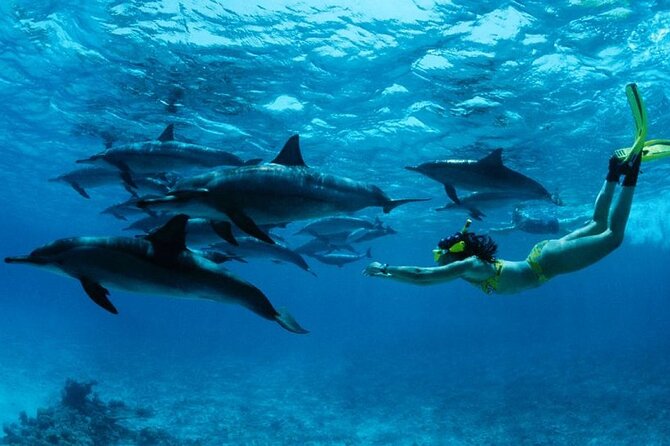 Mnemba Island snorkeling and Swimming with Dolphin - Key points to know before booking
