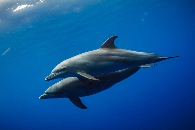 Mnemba Island snorkeling and Swimming with Dolphin - Leaving Zanzibar’s north coast at 8:30 AM