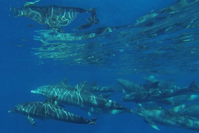 Mnemba Island snorkeling and Swimming with Dolphin - A small boat and a maximum of eight people