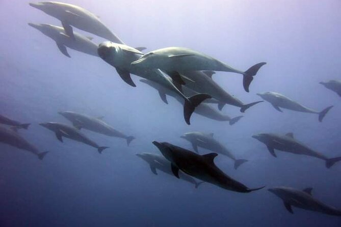 Mnemba Island snorkeling and Swimming with Dolphin - Looking for dolphins at the first stop