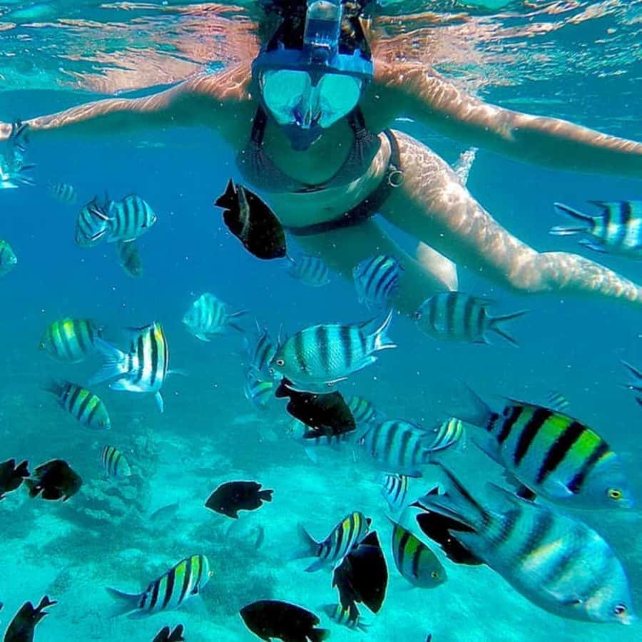 Mnemba island Swimming + snorkeling with dolphins adventure - Key points to know before you book