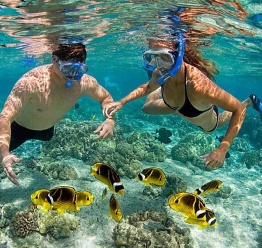 Mnemba island Swimming + snorkeling with dolphins adventure - Why Mnemba Island makes a strong half-day outing
