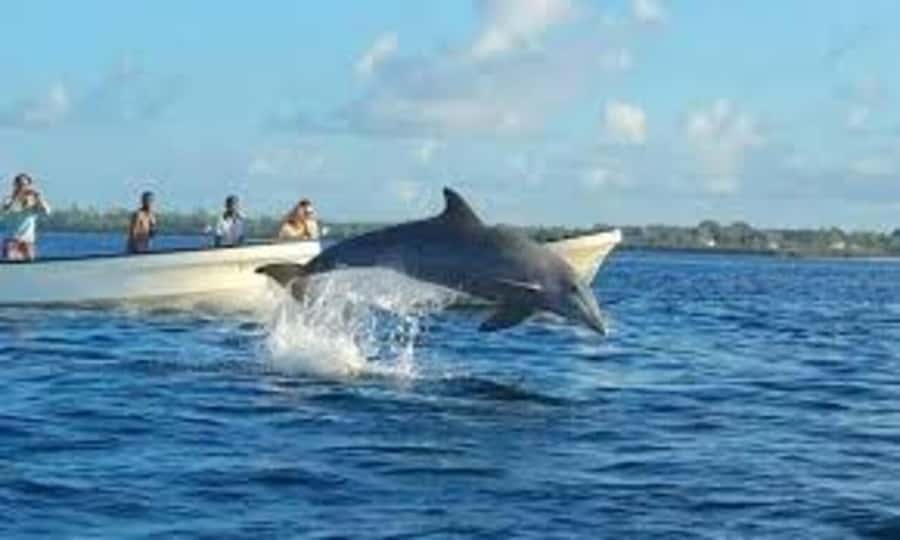 Mnemba island Swimming + snorkeling with dolphins adventure - Snorkeling above coral and fish