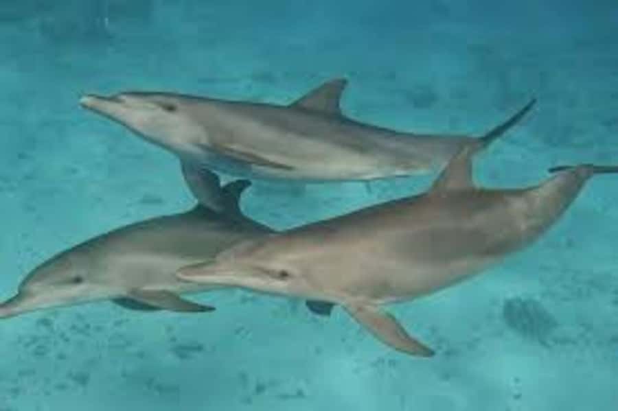 Mnemba island Swimming + snorkeling with dolphins adventure - Tropical fruit after time in the water