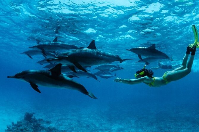 Mnemba Snorkeling, Dolphin and Baraka Natural Aquarium - Three Zanzibar wildlife stops in one morning
