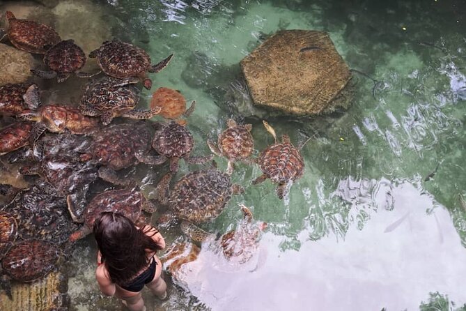 Mnemba Snorkeling, Dolphin and Baraka Natural Aquarium - Snorkeling in the Mnemba marine conservation area