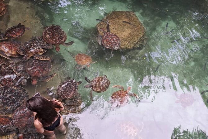 Mnemba Snorkeling, Dolphin and Baraka Natural Aquarium - The Mnemba sandbank and the changing tide