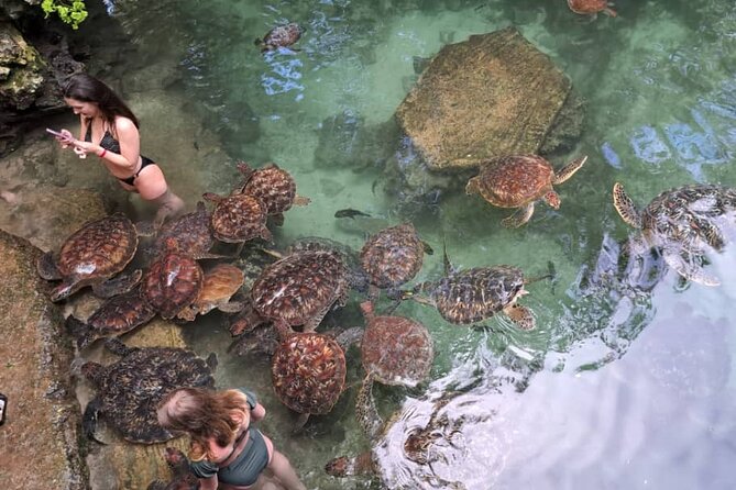 Mnemba Snorkeling, Dolphin and Baraka Natural Aquarium - Meeting the turtles at Baraka Natural Aquarium