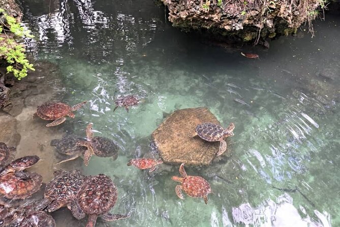 Mnemba Snorkeling, Dolphin and Baraka Natural Aquarium - Is the $75 price good value?