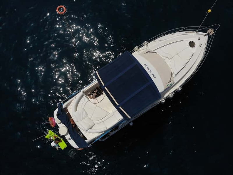 Mogan: Dolphin Watching Boat Trip with Swim Stop - What the $100 price really buys you
