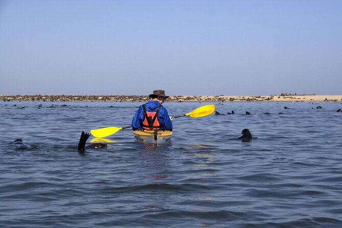 Mola Mola Marine Dolphin Cruise from the Walvis Bay Waterfront to Pelican Point - Key points before you book