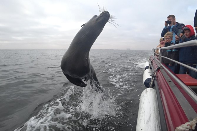 Mola Mola Marine Dolphin Cruise from the Walvis Bay Waterfront to Pelican Point - Starting at the Walvis Bay Waterfront