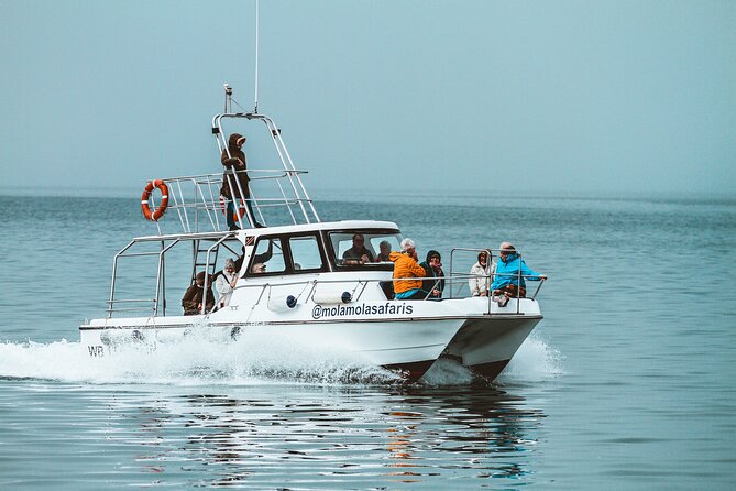 Mola Mola Marine Dolphin Cruise from the Walvis Bay Waterfront to Pelican Point - When the wildlife comes to the boat