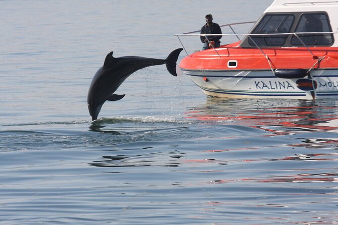 Mola Mola Marine Dolphin Cruise from the Walvis Bay Waterfront to Pelican Point - Oysters, drinks, and a light lunch