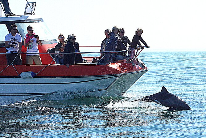 Mola Mola Marine Dolphin Cruise from the Walvis Bay Waterfront to Pelican Point - Returning to the Waterfront