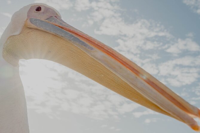 Mola Mola Marine Dolphin Cruise from the Walvis Bay Waterfront to Pelican Point - Who will enjoy this cruise most?