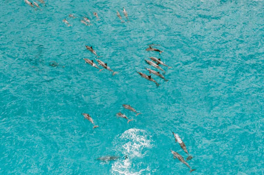 Mombasa: Wasini Dolphin Tour - Looking for dolphins in open water