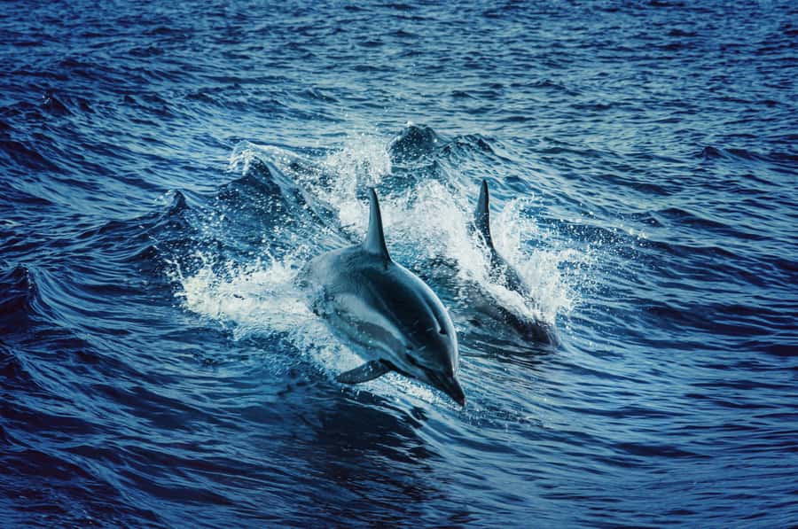 Mombasa: Wasini Dolphin Tour - Wasini Island lunch and a village walk