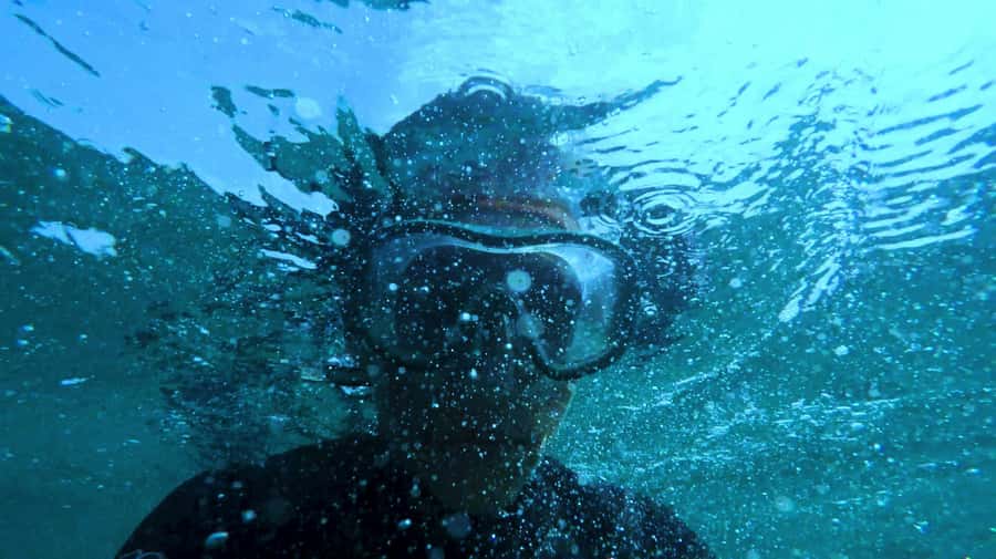 Mombasa: Wasini Dolphin Tour - The return trip to Mombasa or Diani