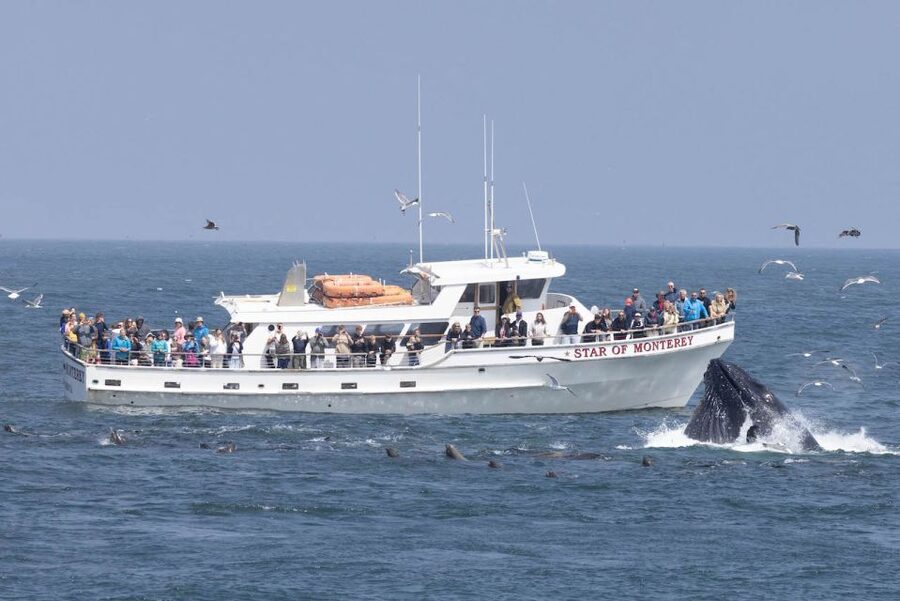 Monterey: Monterey Bay Dolphin and Whale Watching Boat Tour - Key points at a glance