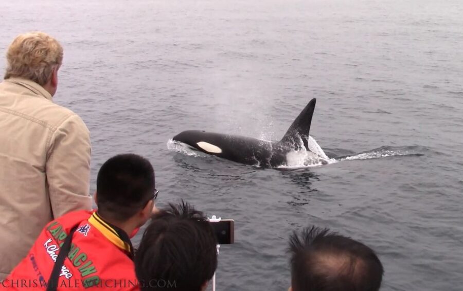 Monterey: Monterey Bay Dolphin and Whale Watching Boat Tour - Why the small boat can be worth the price