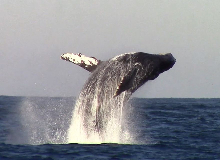 Monterey: Monterey Bay Dolphin and Whale Watching Boat Tour - What the three-hour schedule feels like