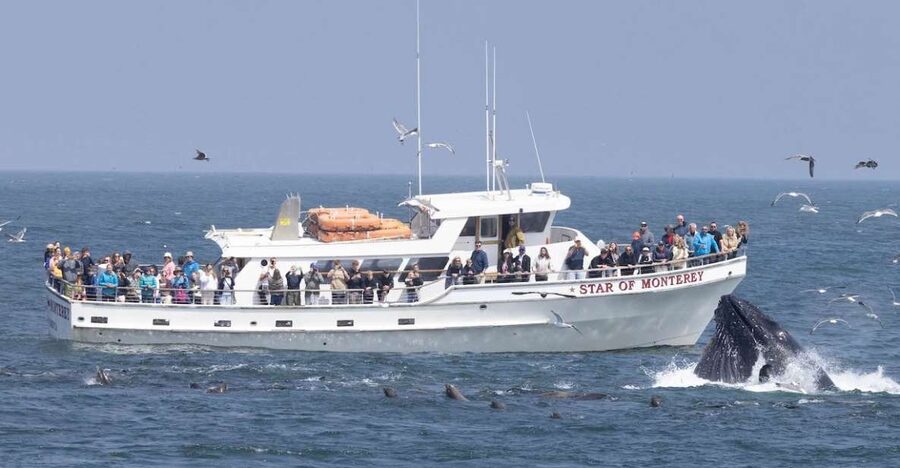 Monterey: Monterey Bay Dolphin and Whale Watching Boat Tour - The ride to the whale-watching area