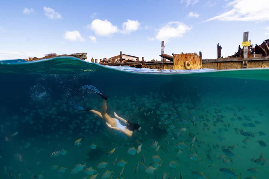 Moreton Island: Dolphin & Tangalooma Wrecks Snorkel Cruise - Practical Tips for a Better Day