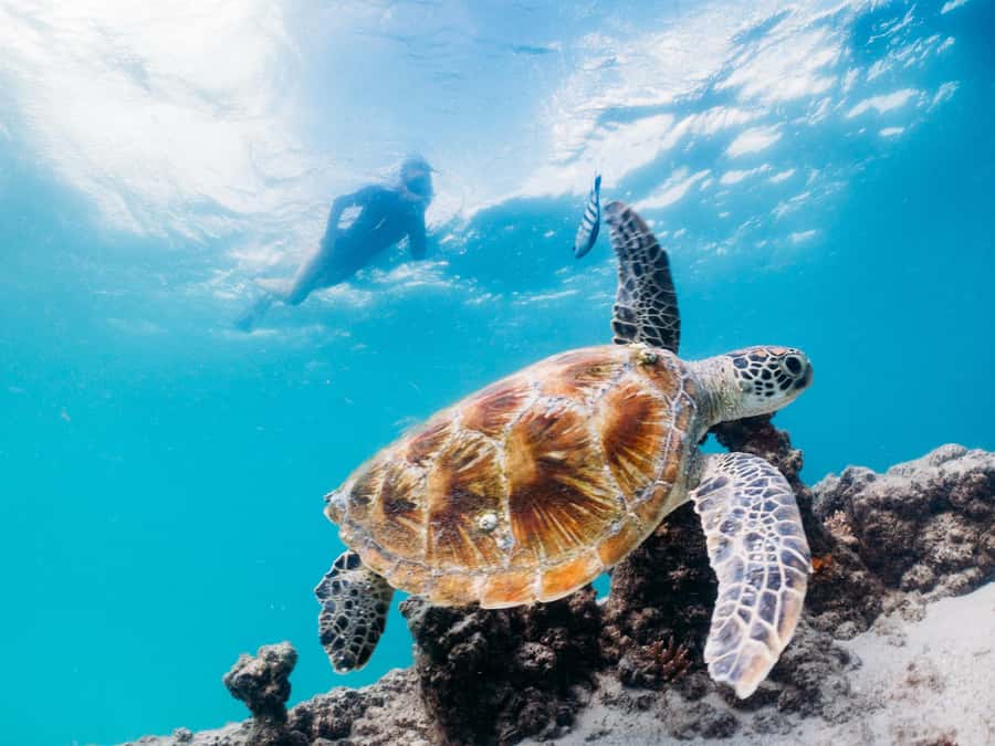 Moreton Island: Marine Discovery Cruise & Dolphin Viewing - Key points to know before booking