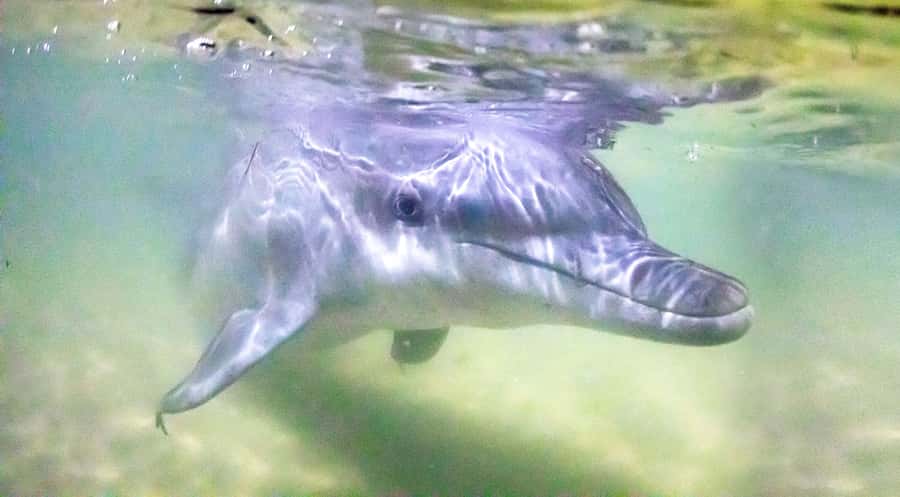 Moreton Island: Tangalooma ATV Quad Bike & Dolphin Feeding - Lunch with a $25 voucher
