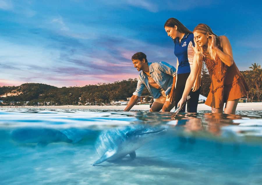 Moreton Island: Tangalooma Snorkeling Tour & Dolphin Feeding - Key points at a glance
