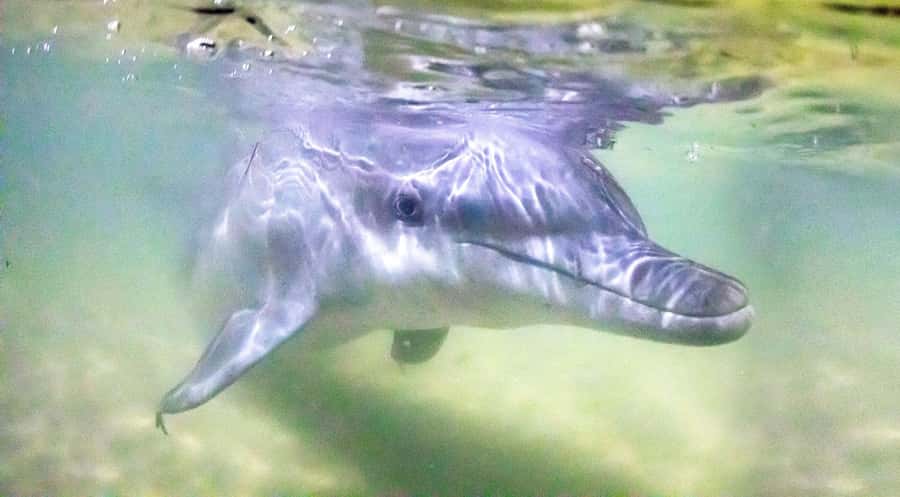 Moreton Island: Tangalooma Snorkeling Tour & Dolphin Feeding - The 75-minute crossing from Brisbane