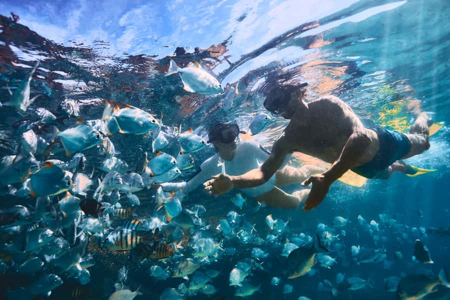 Moreton Island: Tangalooma Snorkeling Tour & Dolphin Feeding - Timing, queues, and the last boat
