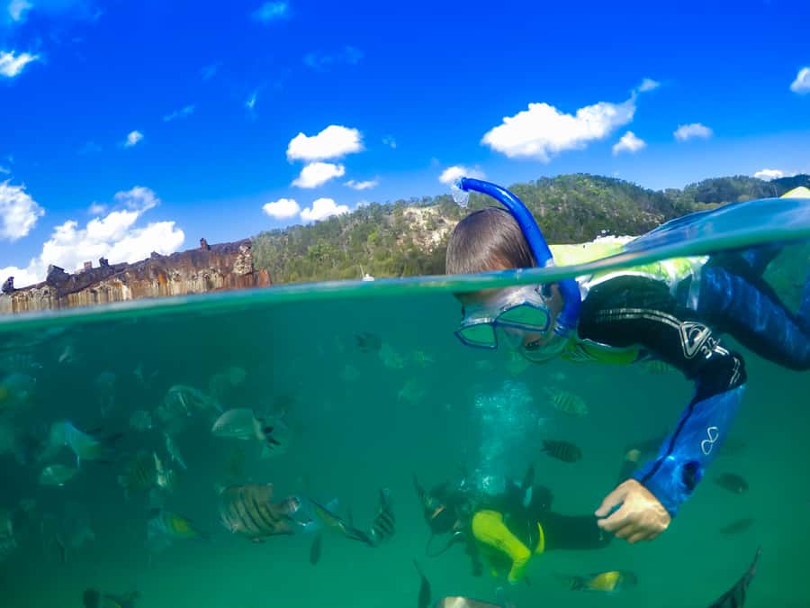 Moreton Island: Tangalooma Snorkelling with Dolphin Viewing - Key points at a glance