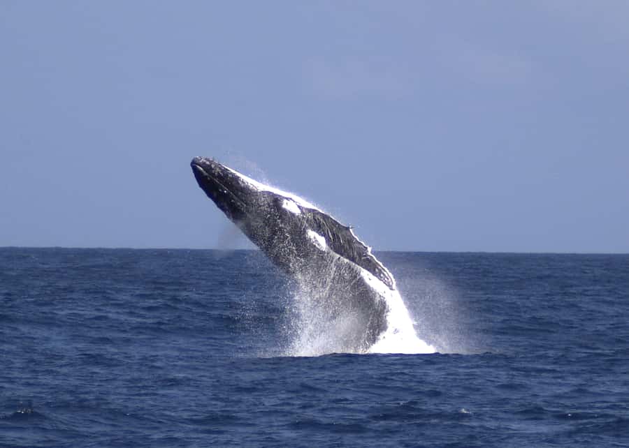 Moreton Island: Tangalooma Whale Watching & Dolphin Feeding - The 75-minute ferry sets the pace