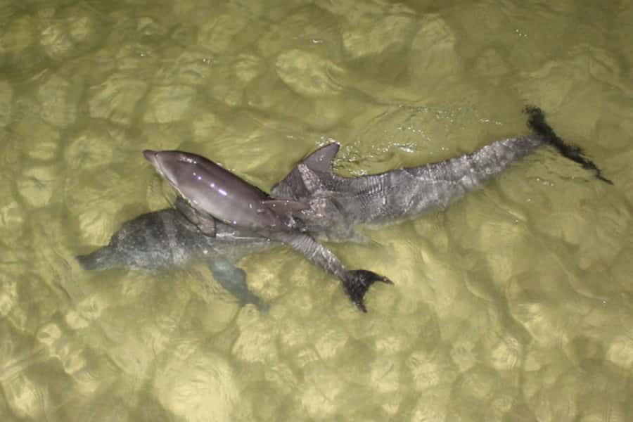 Moreton Island: Tangalooma Whale Watching & Dolphin Feeding - A useful afternoon choice at 3:15 PM