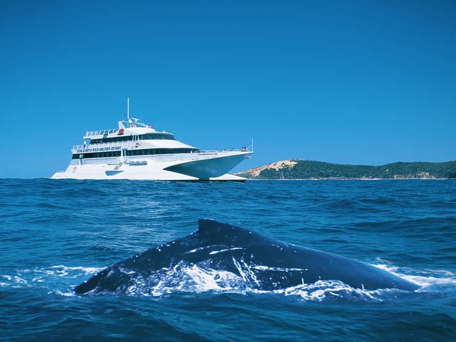 Moreton Island: Tangalooma Whale Watching & Dolphin Feeding - Tangalooma gives you useful breathing room
