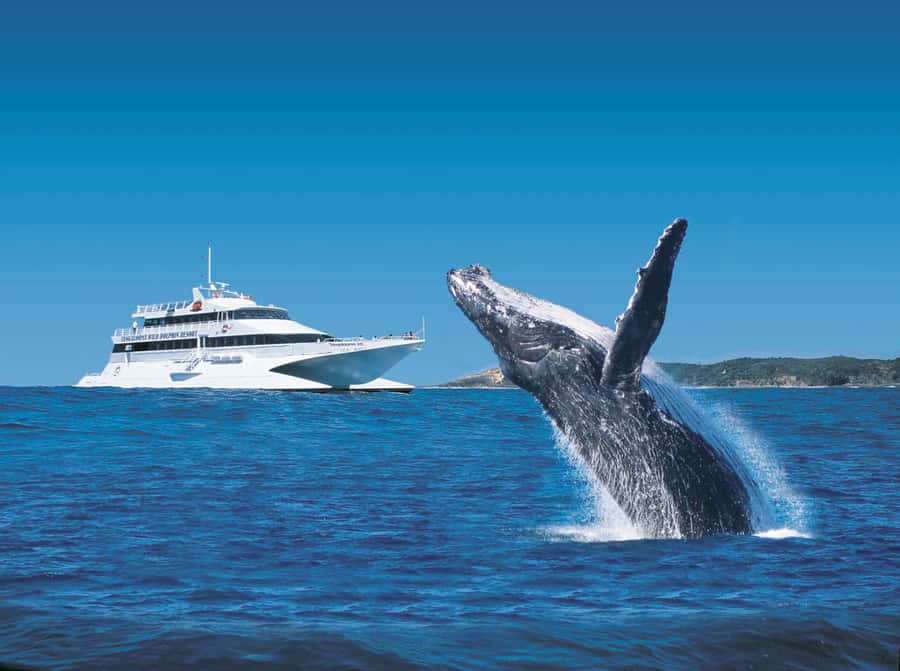 Moreton Island: Tangalooma Whale Watching & Dolphin Viewing - Key points before you book