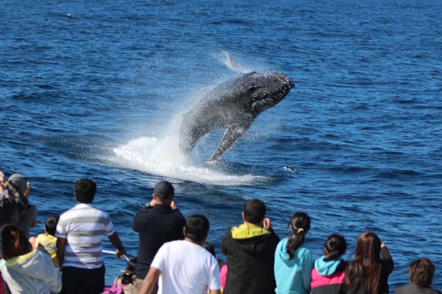Moreton Island: Tangalooma Whale Watching & Dolphin Viewing - The 3-hour whale cruise