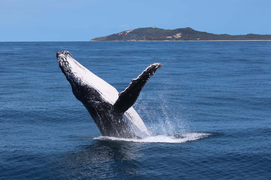 Moreton Island: Tangalooma Whale Watching & Dolphin Viewing - Free time at Tangalooma Island Resort